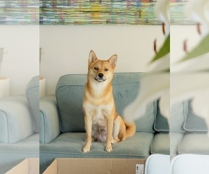 Mother of the Shiba Inu puppies born on 02/10/2025