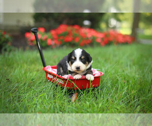 Bernedoodle Puppy for sale in ABERDEEN, PA, USA