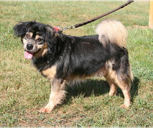 Houdini - Male Beagle-Unknown Mix Dog for Adoption - Photo #4