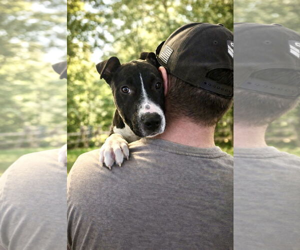 Medium Photo #1 Mutt Puppy For Sale in Thomasville, NC, USA