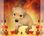 Small #9 Golden Retriever