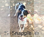 Small Photo #3 Mountain Cur-Treeing Walker Coonhound Mix Puppy For Sale in Mountain View, AR, USA