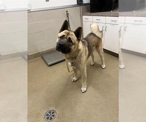 Akita Dogs for adoption in Santa Maria, CA, USA