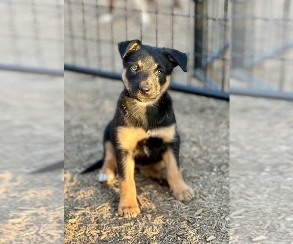 Medium Photo #19 Australian Kelpie Puppy For Sale in CAMAS, WA, USA