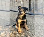 Small #18 Australian Kelpie