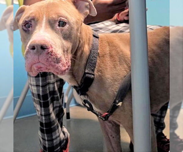 Medium Photo #1 Mutt Puppy For Sale in Houston, TX, USA