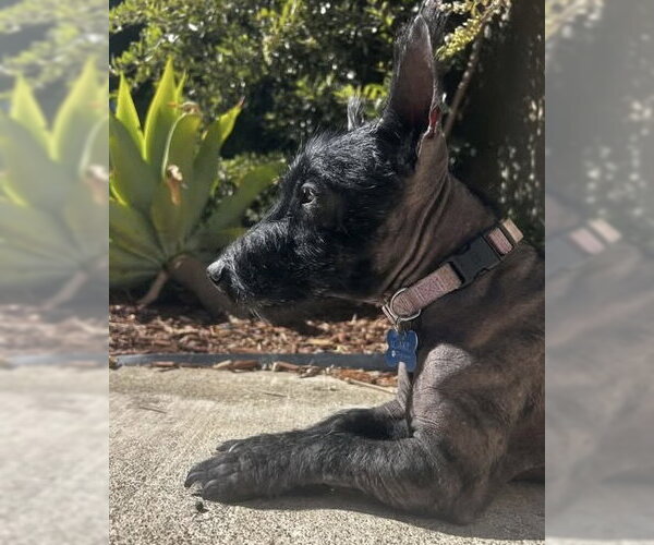 Medium Photo #3 Mutt Puppy For Sale in Corona, CA, USA