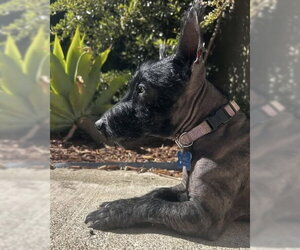 Luna - Female Mutt Dog for Adoption - Photo #3
