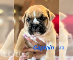 Boxer-Valley Bulldog Mix Puppy for sale in KENT, WA, USA