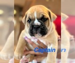 Small Boxer-Valley Bulldog Mix