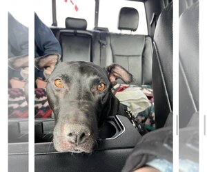 Sugar - Female American Pit Bull Terrier-Labrador Retriever Mix Dog for Adoption - Photo #6