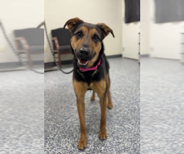 Medium Photo #4 Mutt Puppy For Sale in Bemidji, MN, USA