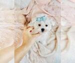 Small Photo #12 Maltese Puppy For Sale in NAPLES, FL, USA