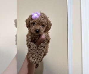 Medium Poodle (Toy)