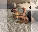 Small #6 Black Mouth Cur-Weimaraner Mix