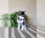 Small Photo #2 Pomsky Puppy For Sale in BELLEVUE, IA, USA