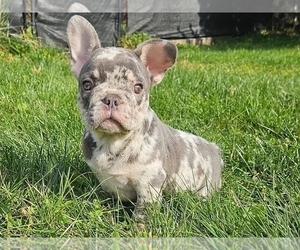 French Bulldog Puppy for sale in PROVIDENCE, RI, USA