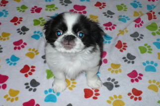 Japanese Chin Puppy for sale in TUCSON, AZ, USA