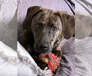 Plott Hound-Unknown Mix Dogs for adoption in Valrico, FL, USA