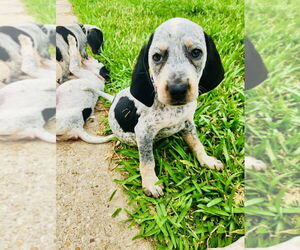 Bluetick Coonhound-Rat Terrier Mix Dogs for adoption in New Orleans, LA, USA