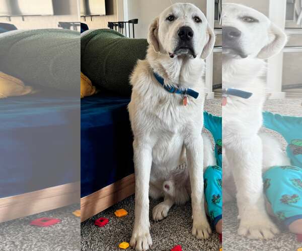 Medium Photo #1 Great Pyrenees Puppy For Sale in Bountiful, UT, USA