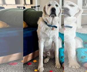 Great Pyrenees Dogs for adoption in Bountiful, UT, USA