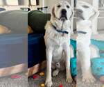Small Great Pyrenees