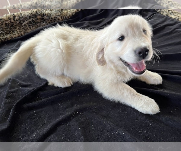 Medium Photo #1 English Cream Golden Retriever Puppy For Sale in SAN BERNARDINO, CA, USA