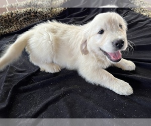 English Cream Golden Retriever Puppy for Sale in SAN BERNARDINO, California USA
