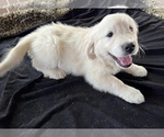 Small Photo #1 English Cream Golden Retriever Puppy For Sale in SAN BERNARDINO, CA, USA