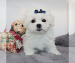 Small #1 Maltese