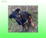 Small Photo #4 Rottweiler Puppy For Sale in HACKETT, AR, USA