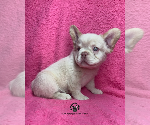 Medium Photo #6 French Bulldog Puppy For Sale in SACRAMENTO, CA, USA