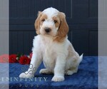 Small #1 Goldendoodle