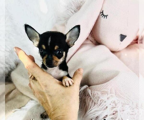Medium Photo #4 Chihuahua Puppy For Sale in AVONDALE ESTATES, GA, USA