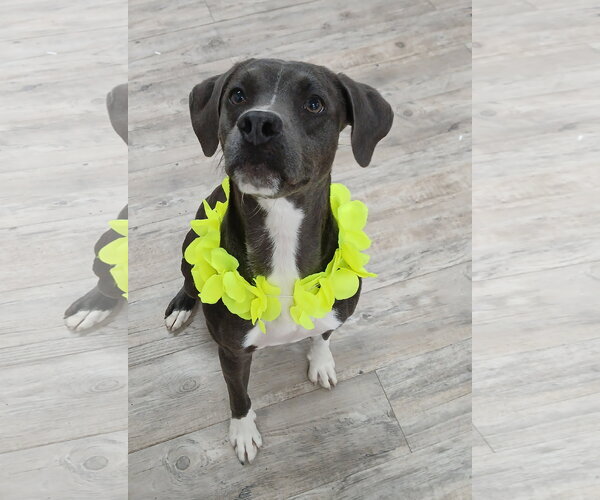 Medium Photo #2  Puppy For Sale in , 