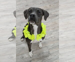 Mutt Dogs for adoption in Murfreesboro, NC, USA