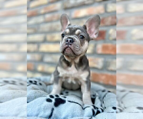 Medium Photo #13 French Bulldog Puppy For Sale in ERIAL, NJ, USA