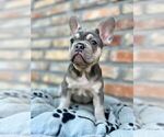 Small #12 French Bulldog