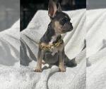 Small Photo #2 French Bulldog Puppy For Sale in HILLSBORO, OR, USA