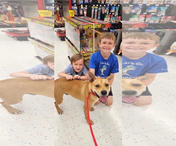 Medium Photo #2 Mutt Puppy For Sale in Rockaway, NJ, USA