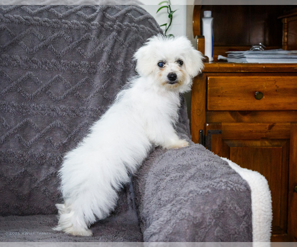 Medium Photo #4 Bichon Frise Puppy For Sale in WAKARUSA, IN, USA