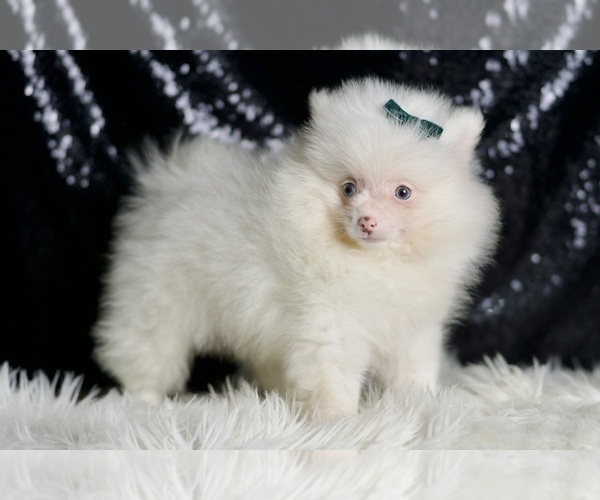 Medium Photo #11 Pomeranian Puppy For Sale in WARSAW, IN, USA
