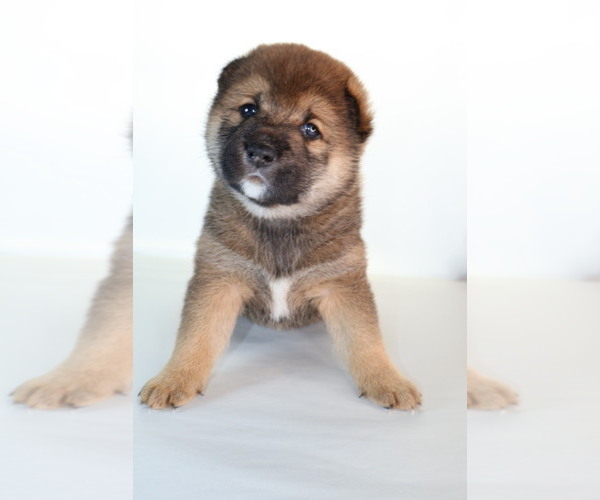 Medium Photo #16 Shiba Inu Puppy For Sale in WINTER PARK, FL, USA
