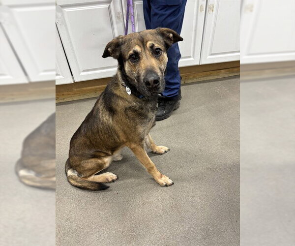 Medium Photo #1 German Shepherd Dog-Unknown Mix Puppy For Sale in Forestville, MD, USA