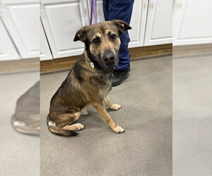 German Shepherd Dog-Unknown Mix Dogs for adoption in Forestville, MD, USA