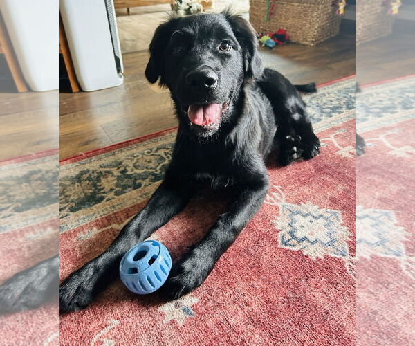 Medium Photo #2 Australian Shepherd-Unknown Mix Puppy For Sale in Princeton, MN, USA