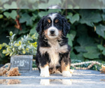Small #1 Bernedoodle (Miniature)