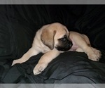 Small Photo #18 Mastiff Puppy For Sale in INDIANAPOLIS, IN, USA