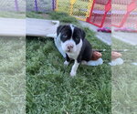 Small Photo #7 American Pit Bull Terrier-Labrador Retriever Mix Puppy For Sale in Holly Springs, NC, USA